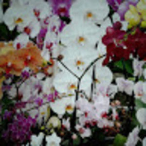 Meet your Posher, Donna